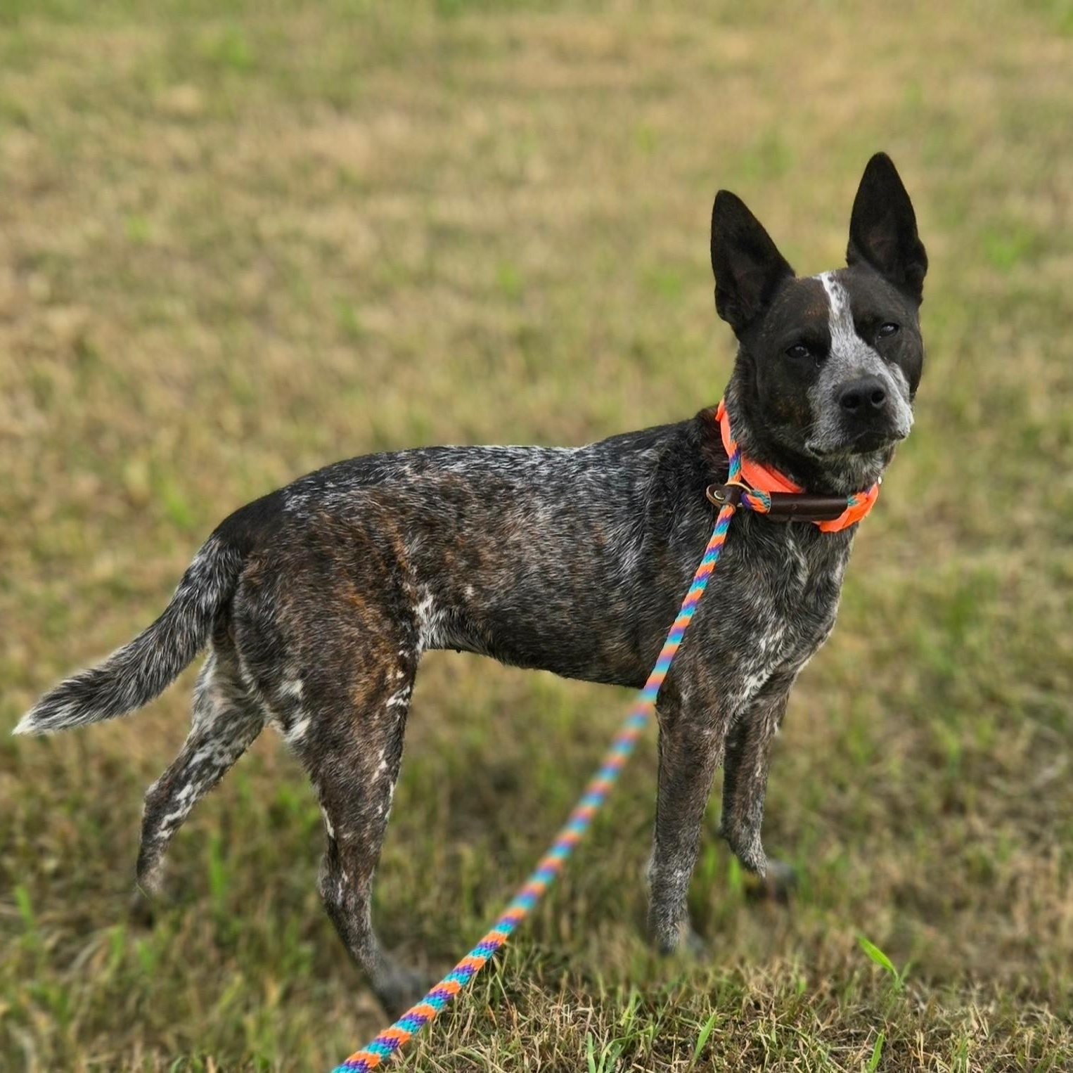 Enlarge Lou, a ADOPTABLE Australian Cattle Dog / Blue Heeler in Mounds, OK image 2/2