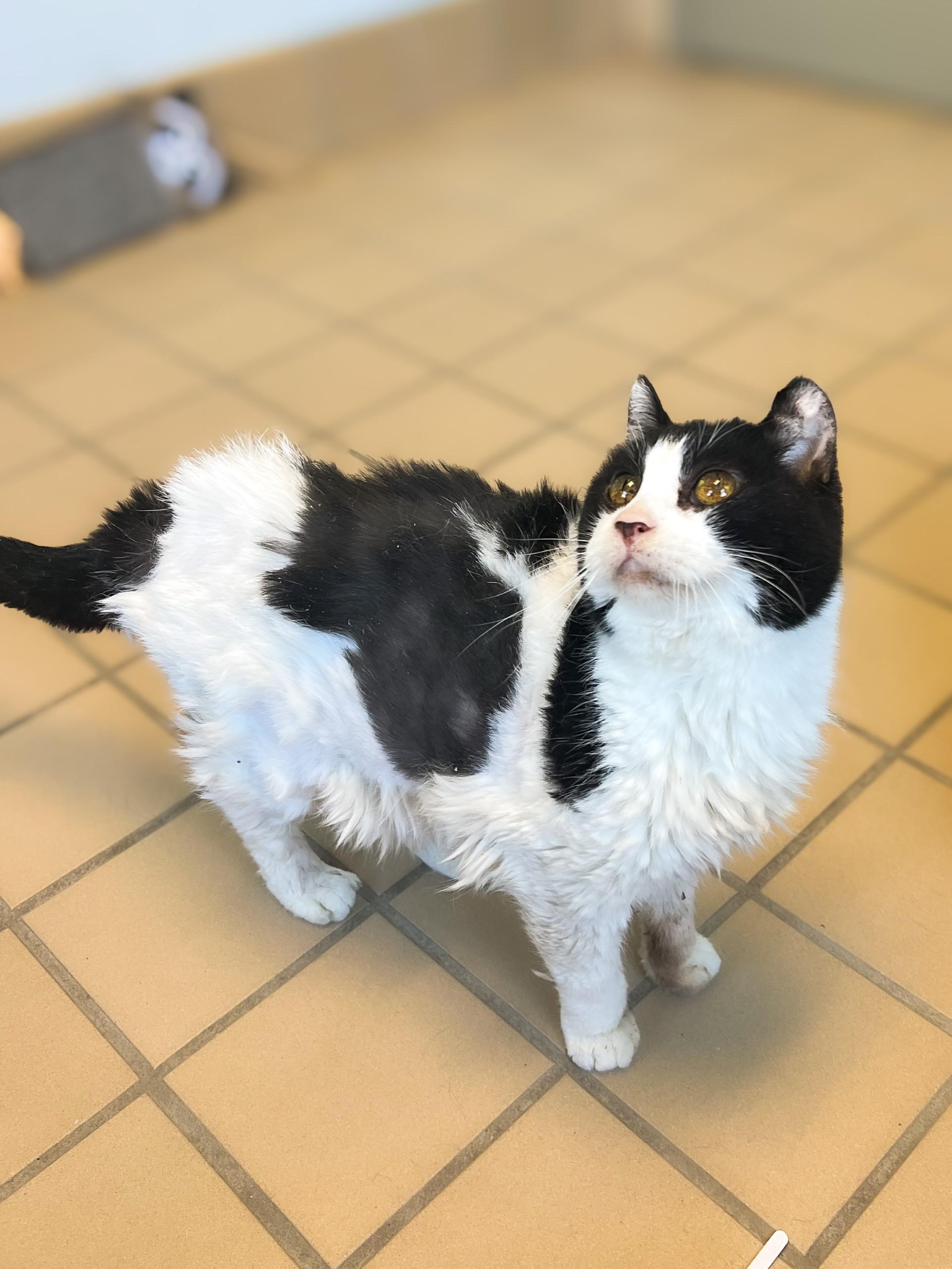 Enlarge Victoria, an adopted Domestic Short Hair in Norwich, NY image 2/3