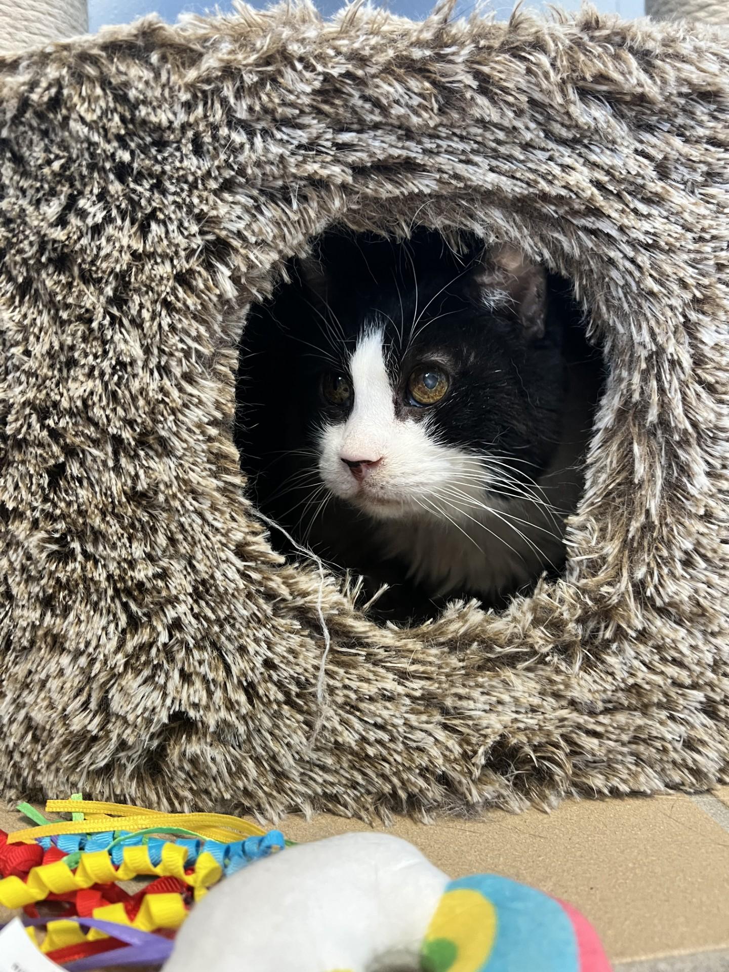 Victoria, adopted, Senior Female Domestic Short Hair.