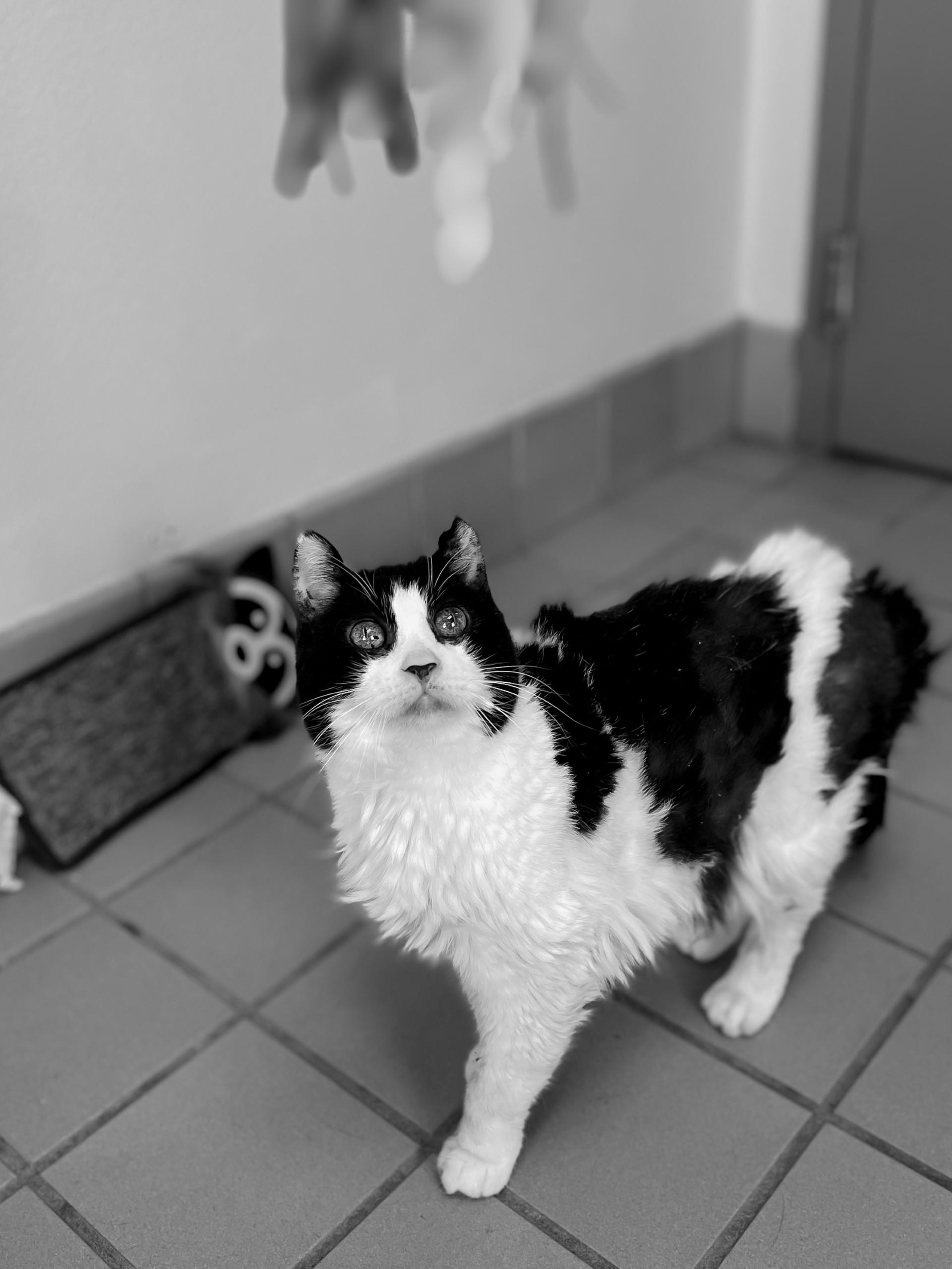 Enlarge Victoria, an adopted Domestic Short Hair in Norwich, NY image 3/3