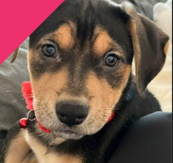 Marleigh Mae - ADOPTION IN PROCESS, a Adoptable mixed breed in Grafton, WI image 1/3