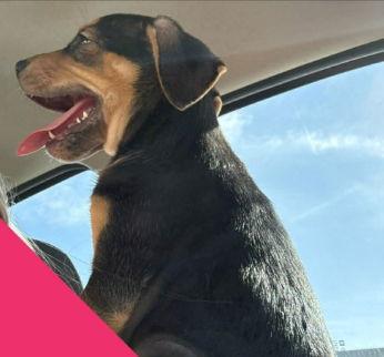 Marleigh Mae - ADOPTION IN PROCESS, a Adoptable mixed breed in Grafton, WI image 2/3