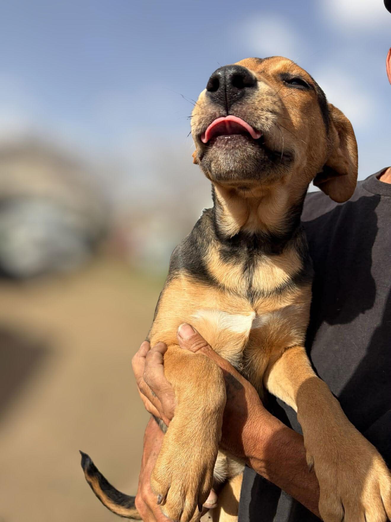 Marleigh Mae - ADOPTION IN PROCESS, Adoptable, Young Female Labrador Retriever & Terrier.
