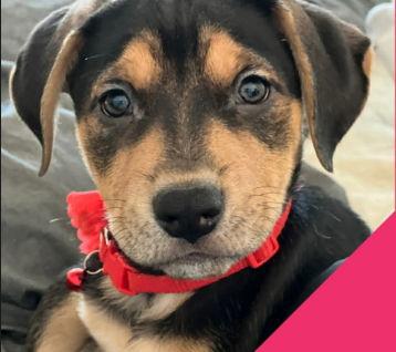 Marleigh Mae - ADOPTION IN PROCESS, a Adoptable mixed breed in Grafton, WI image 3/3