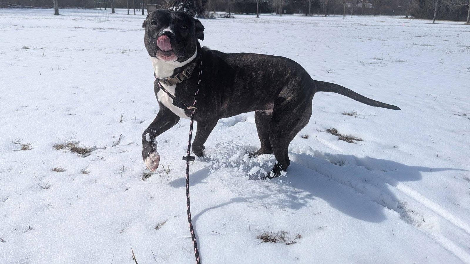 Bird — thumbnail 3