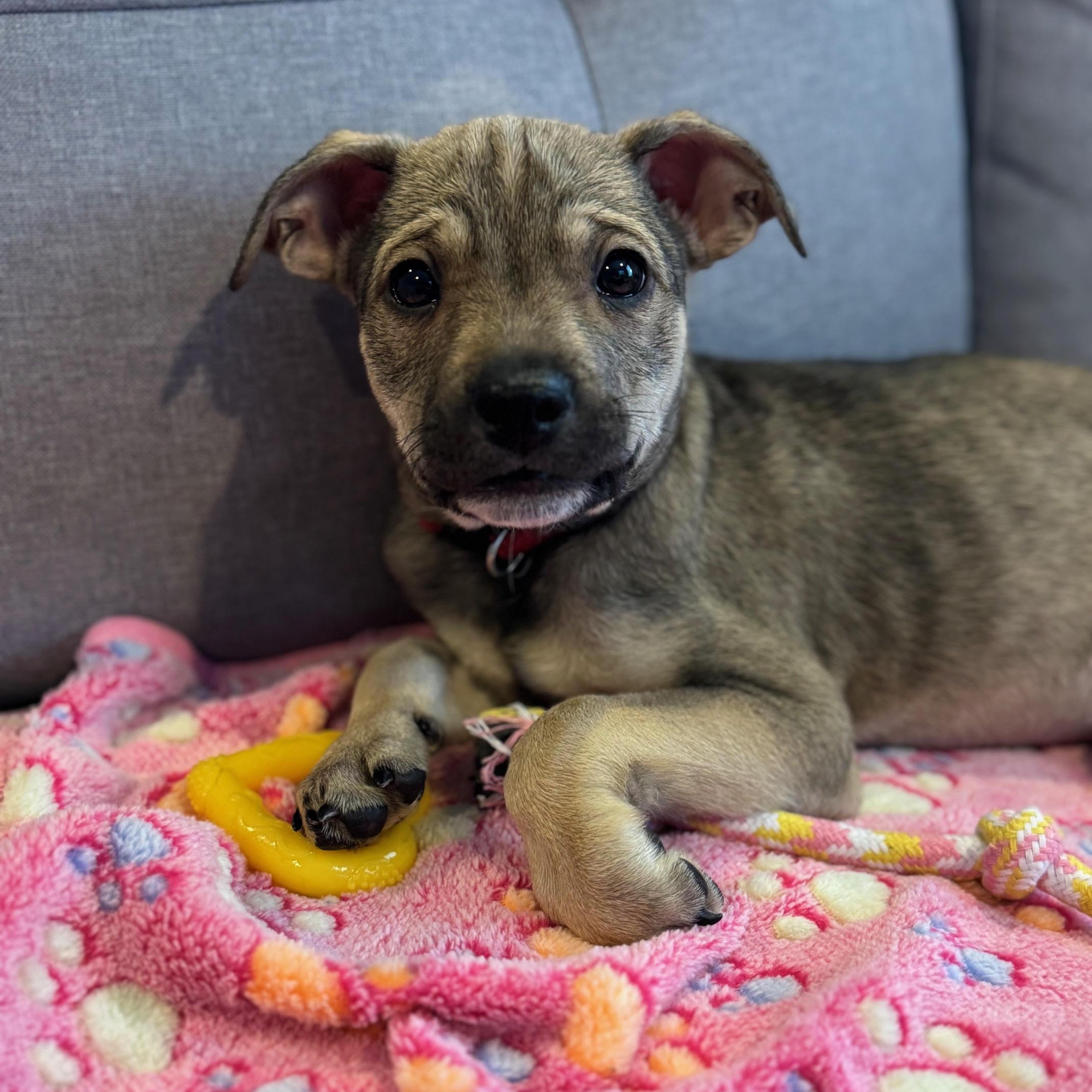 Enlarge Lilo, a Adoptable mixed breed in Columbia, MD image 3/6