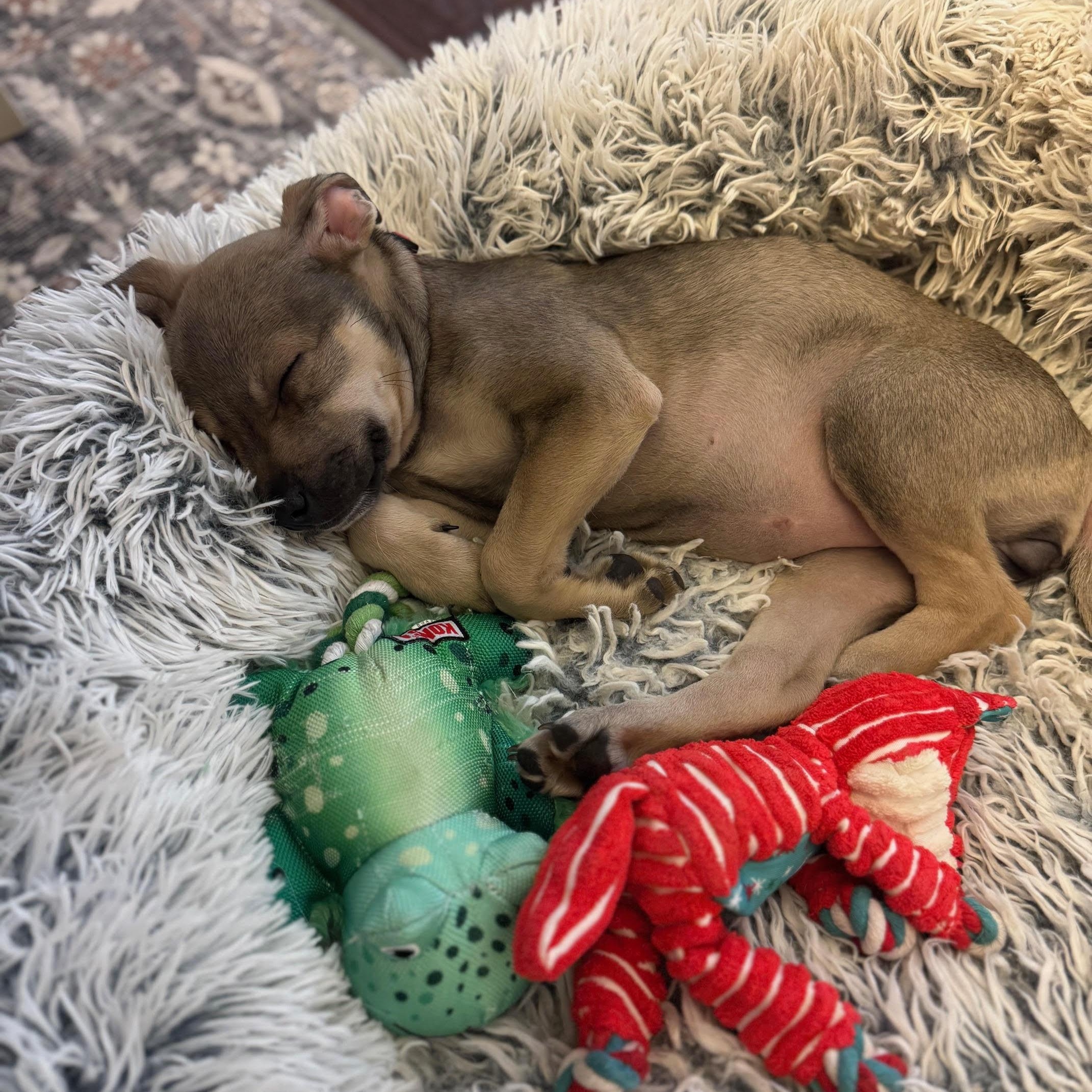 Enlarge Lilo, a Adoptable mixed breed in Columbia, MD image 5/6