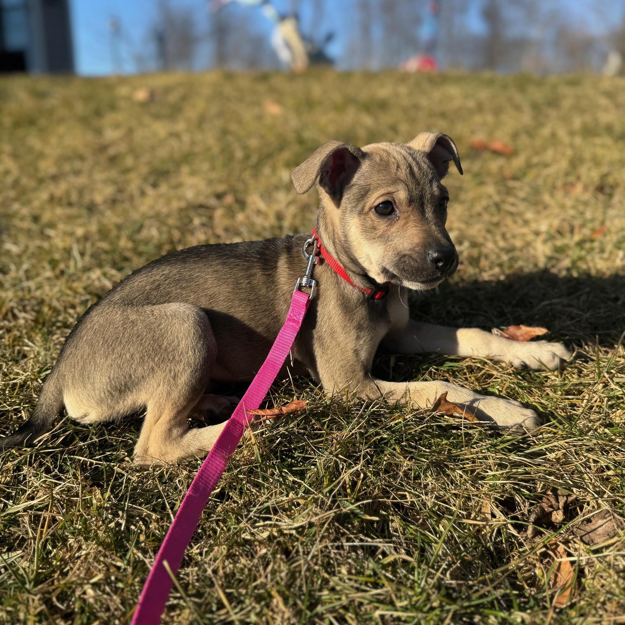 Enlarge Lilo, a Adoptable mixed breed in Columbia, MD image 6/6