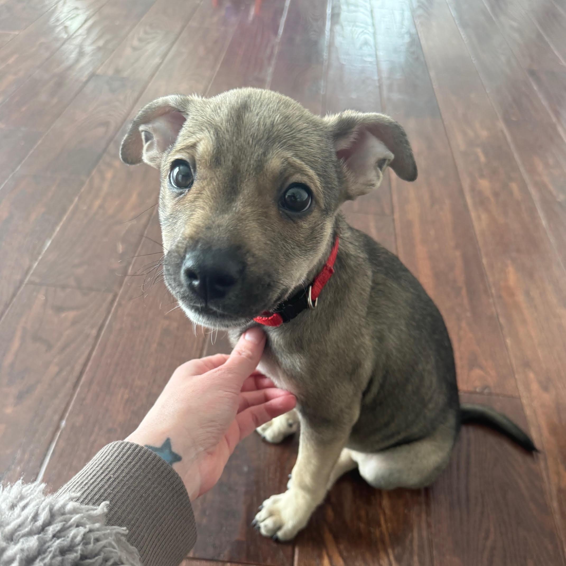 Enlarge Lilo, a Adoptable mixed breed in Columbia, MD image 2/6