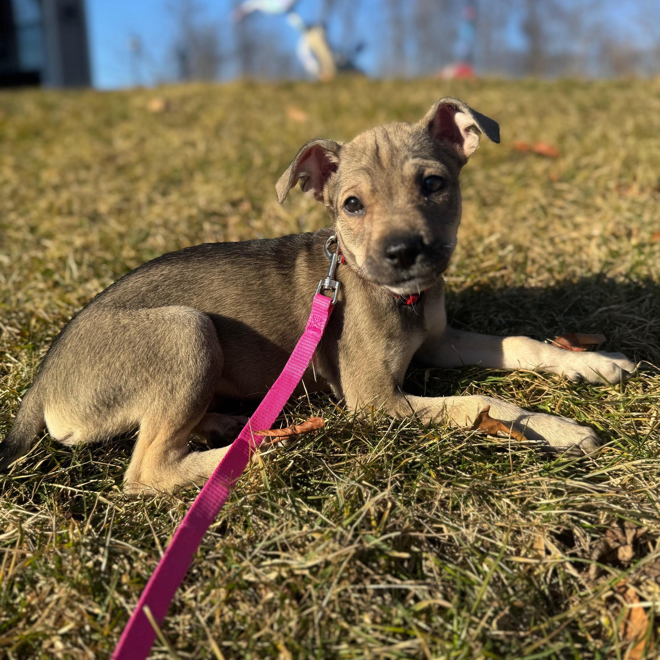 Enlarge Lilo, a Adoptable mixed breed in Columbia, MD image 1/6