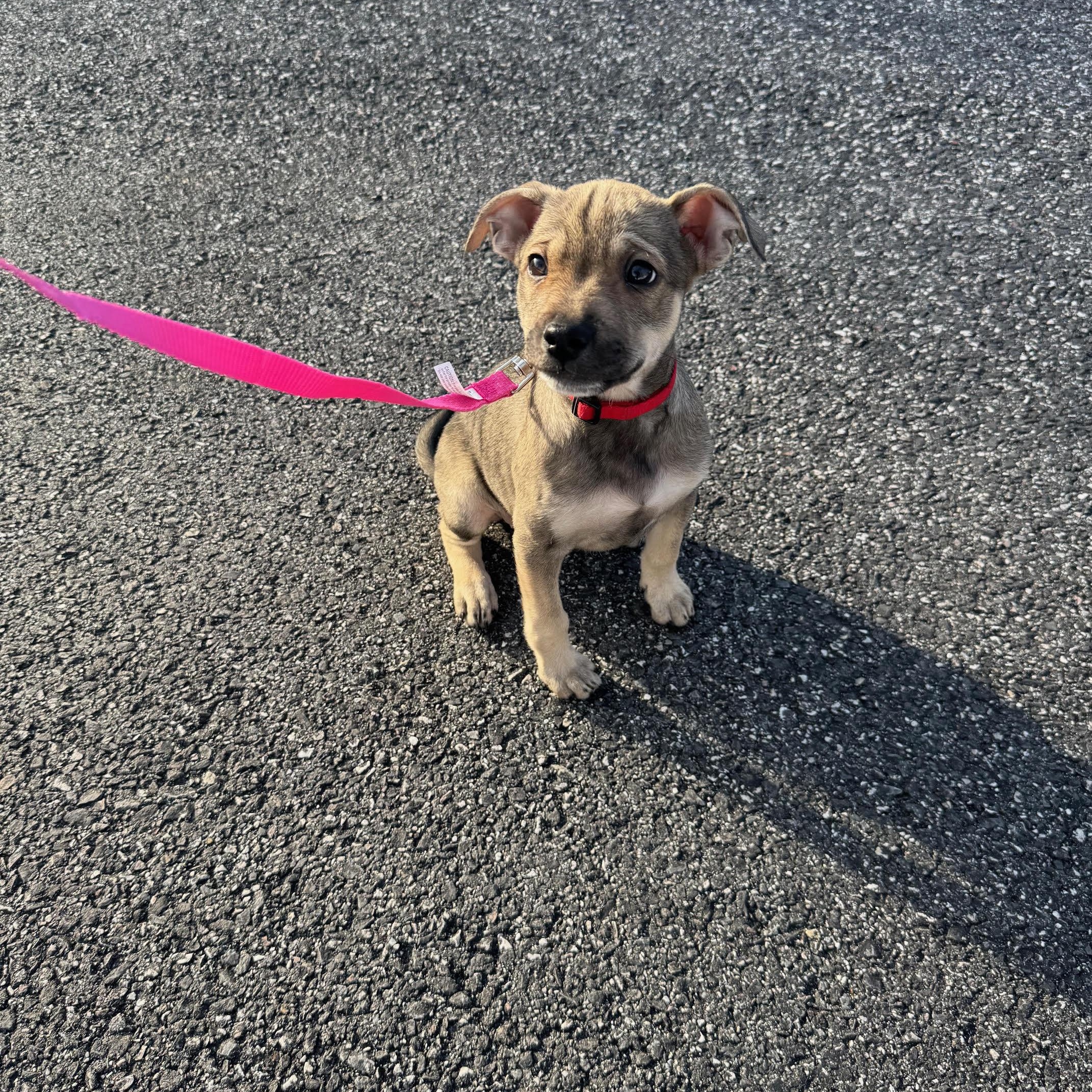 Enlarge Lilo, a Adoptable mixed breed in Columbia, MD image 4/6