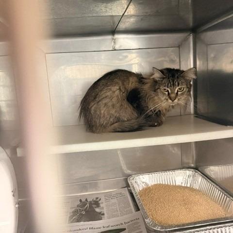 Enlarge Tigress, a Adoptable Domestic Medium Hair in Hawthorne, CA image 1/2
