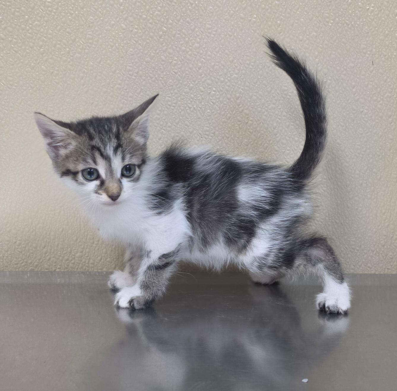Enlarge Nessy, an adoptable mixed breed in Brainerd, MN image 1/1