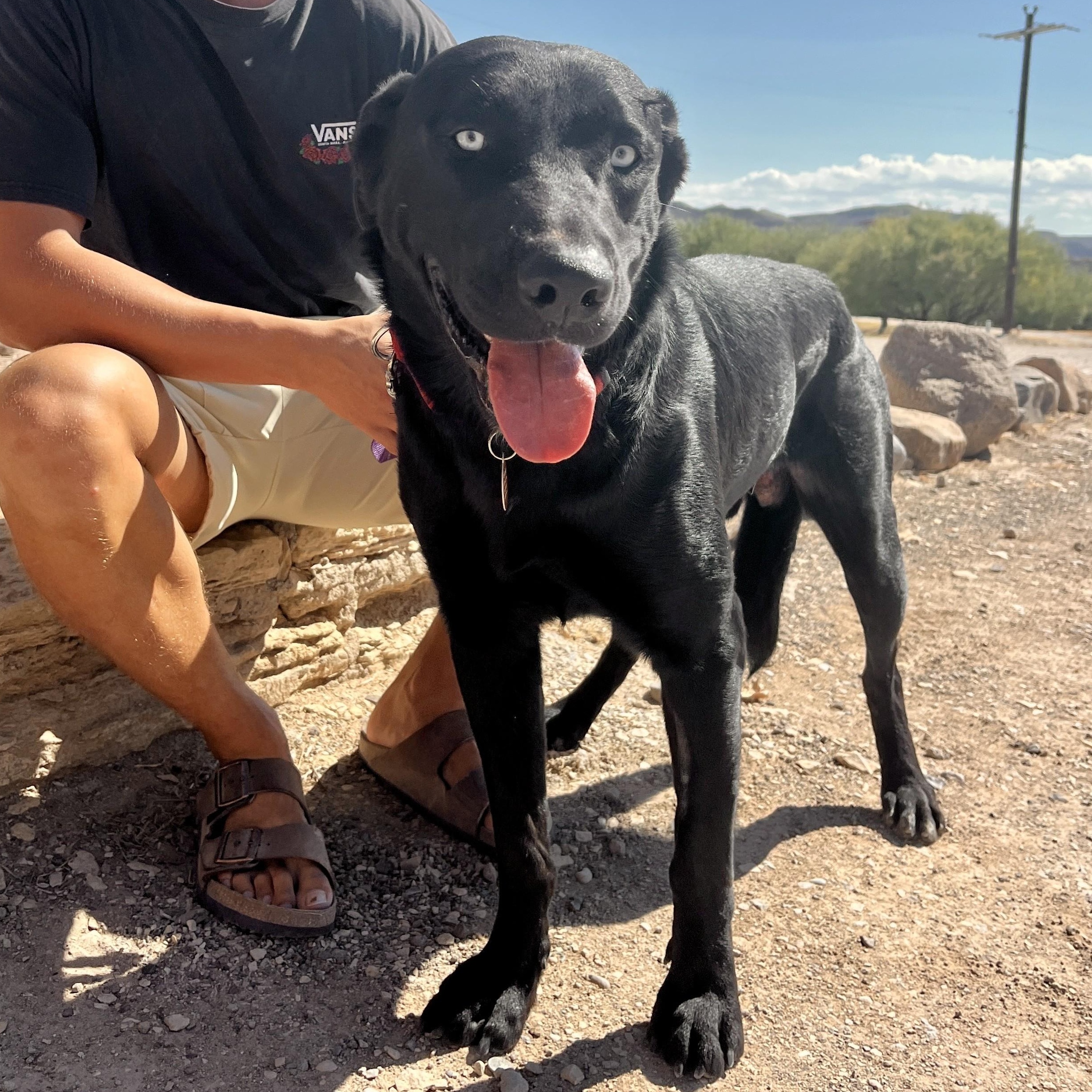 Chase, Adoptable, Young Male Black Labrador Retriever.