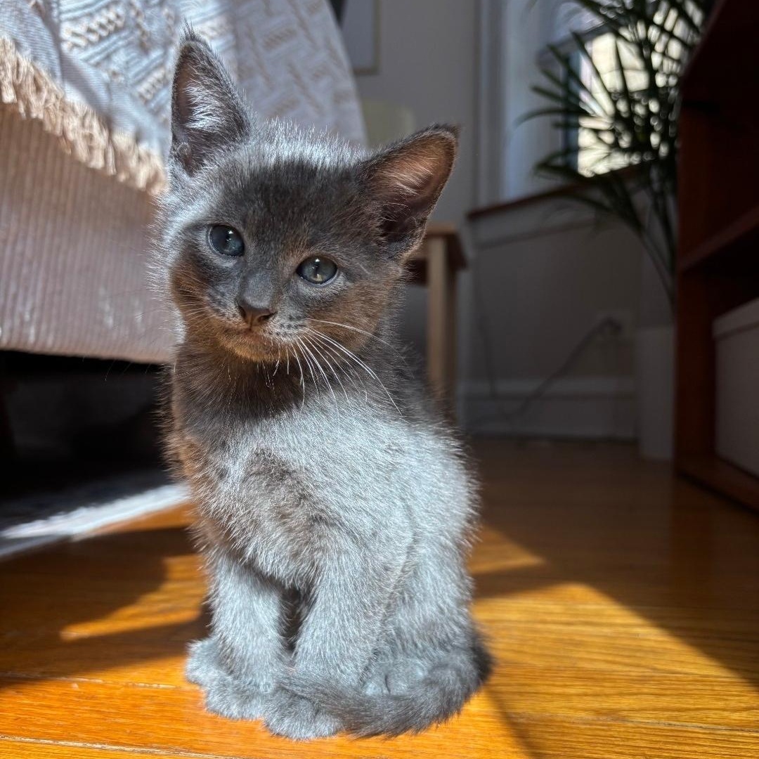 Enlarge Smoke, an adopted Domestic Short Hair in Chicago, IL image 4/6