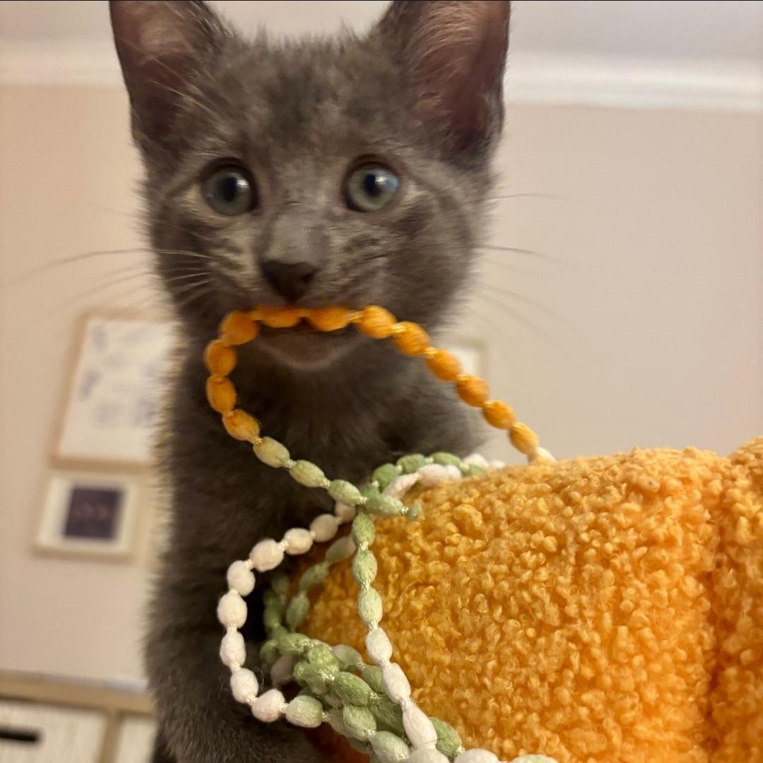 Enlarge Smoke, an adopted Domestic Short Hair in Chicago, IL image 5/6