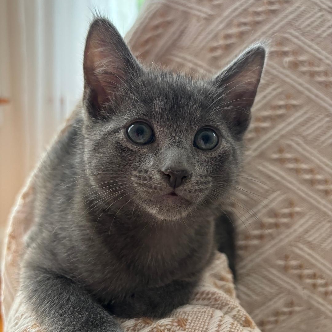 Enlarge Smoke, an adopted Domestic Short Hair in Chicago, IL image 1/6