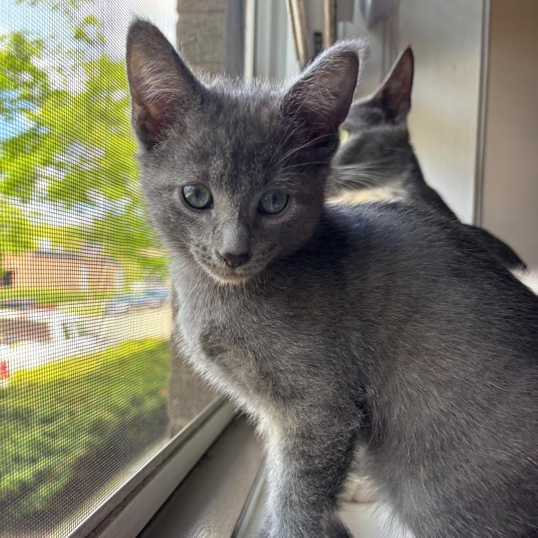Enlarge Smoke, an adopted Domestic Short Hair in Chicago, IL image 2/6