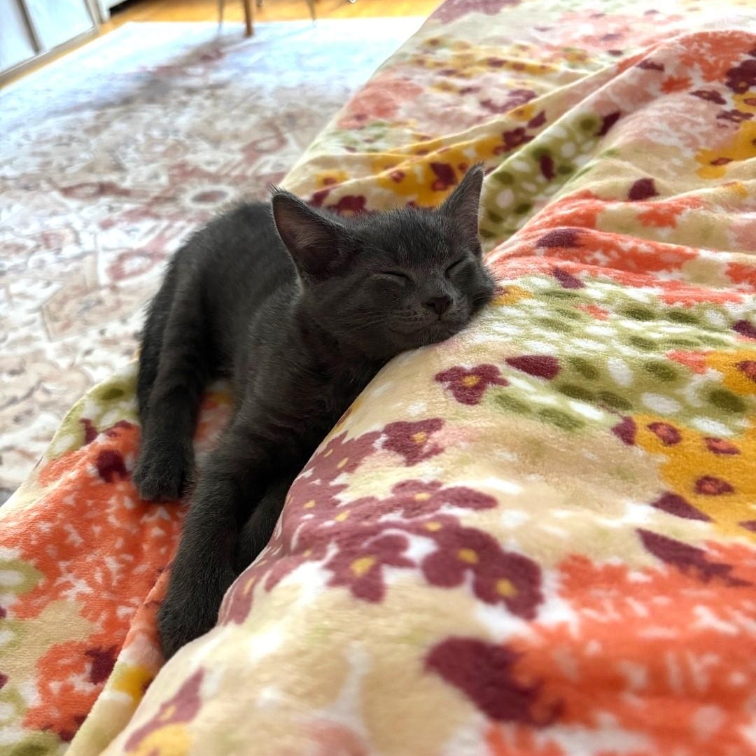 Enlarge Smoke, an adopted Domestic Short Hair in Chicago, IL image 3/6