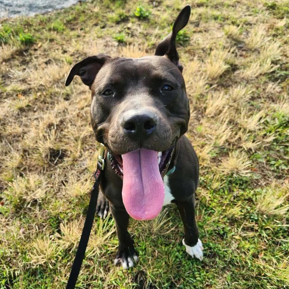 Bunny, adopted, Young Female American Staffordshire Terrier.