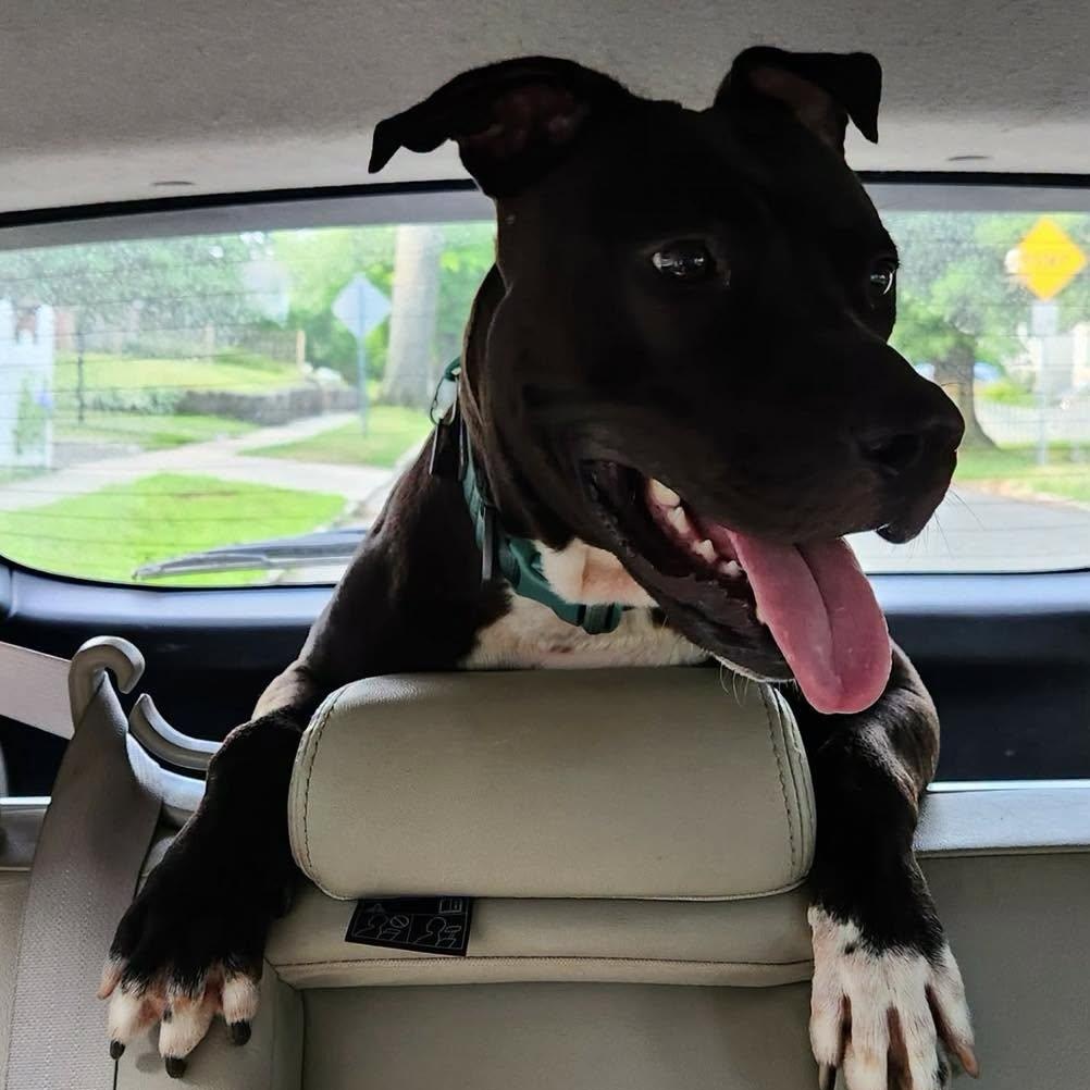 Enlarge Bunny, an adopted American Staffordshire Terrier in Stamford, CT image 2/4