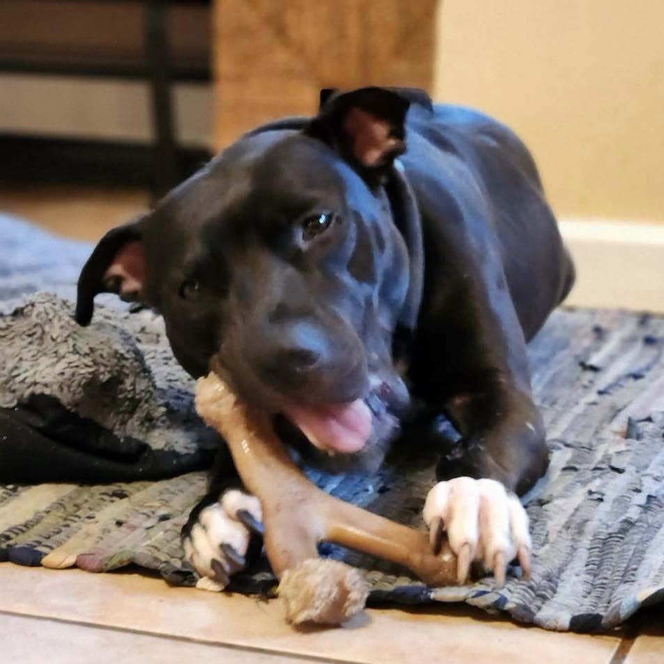 Enlarge Bunny, an adopted American Staffordshire Terrier in Stamford, CT image 4/4