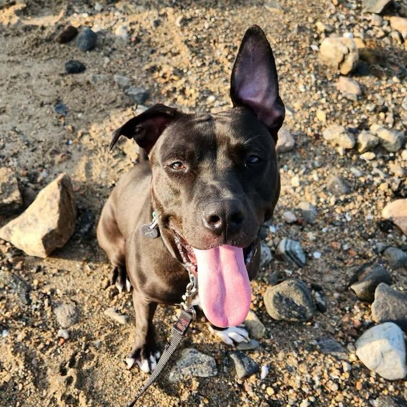 Enlarge Bunny, an adopted American Staffordshire Terrier in Stamford, CT image 3/4