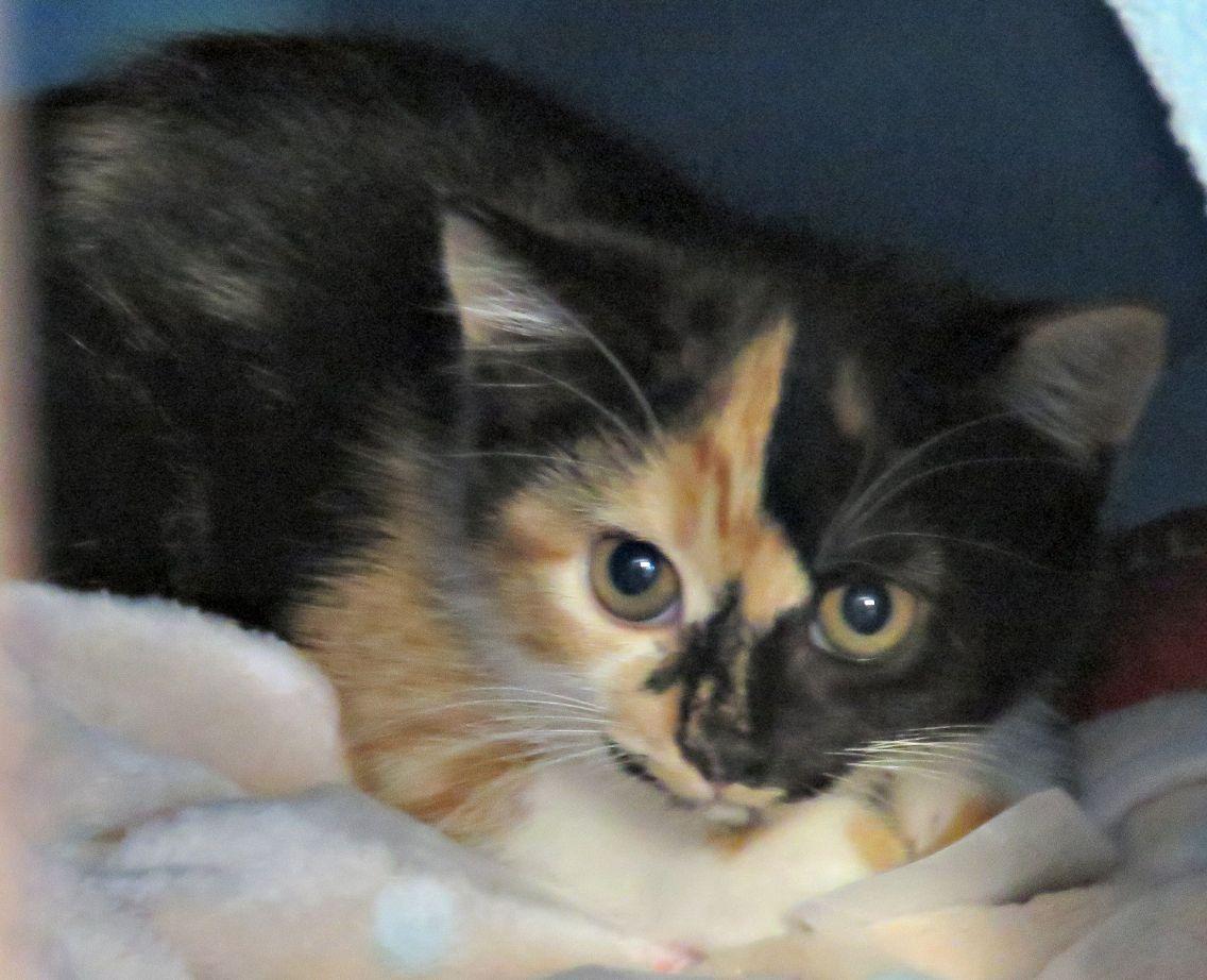 Sassy Pants, an adopted mixed breed in Lexington, VA image 2/2