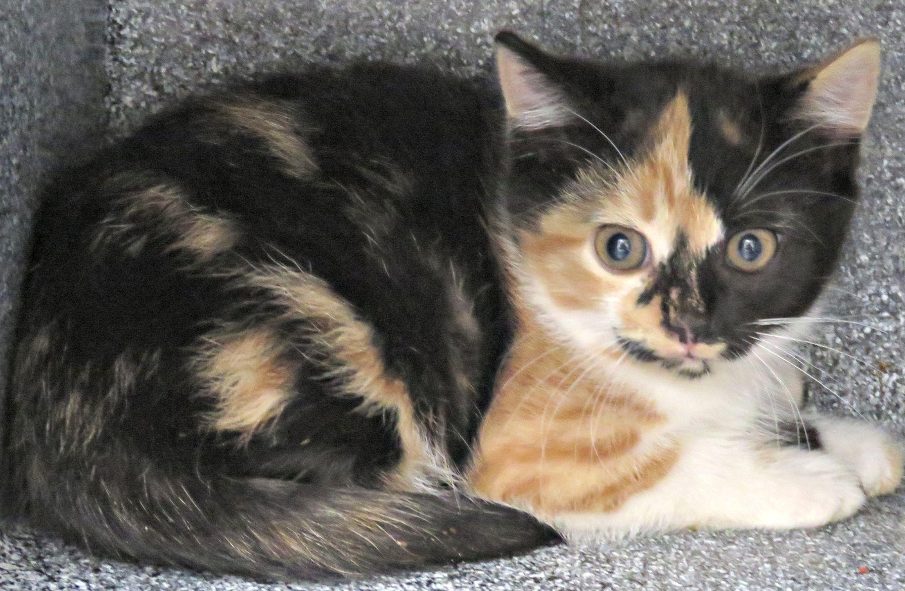 Sassy Pants, adopted, Kitten Female Domestic Short Hair.