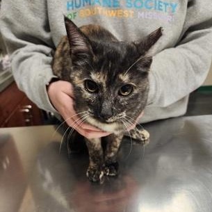 Flurry, an adopted Domestic Short Hair in Springfield, MO_image-1