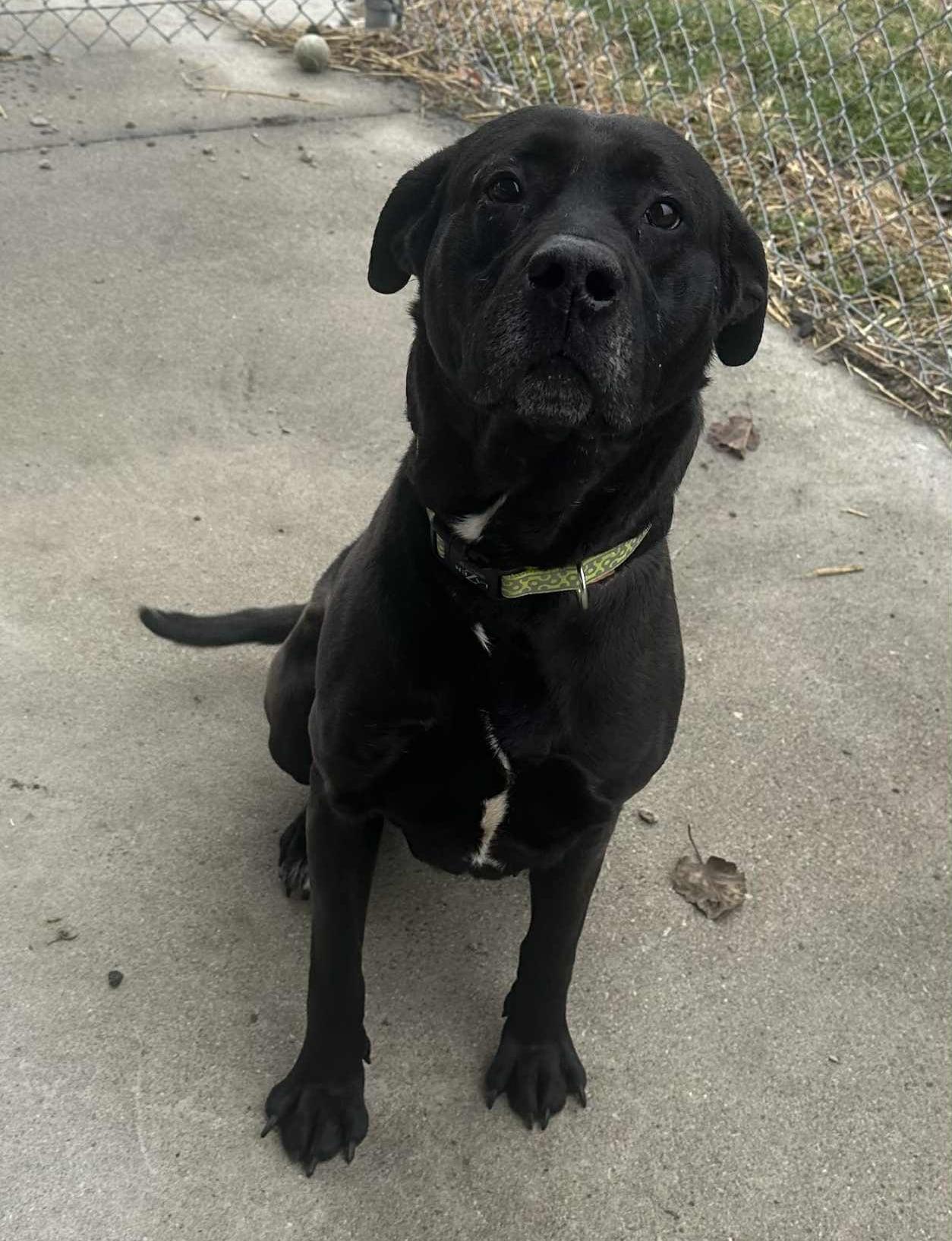 Enlarge Polo, a ADOPTABLE mixed breed in Wapakoneta, OH image 5/5