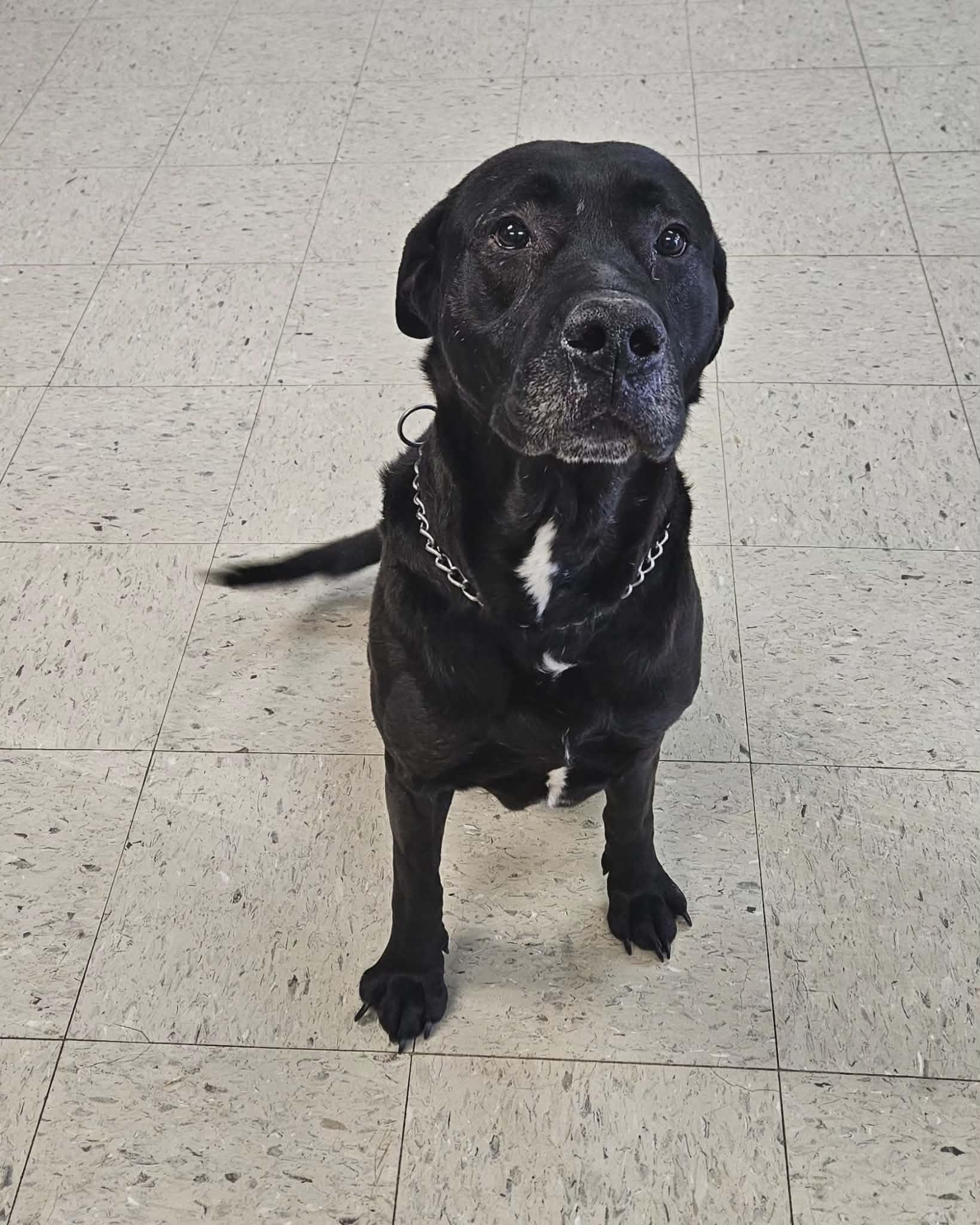 Enlarge Polo, a ADOPTABLE mixed breed in Wapakoneta, OH image 3/5