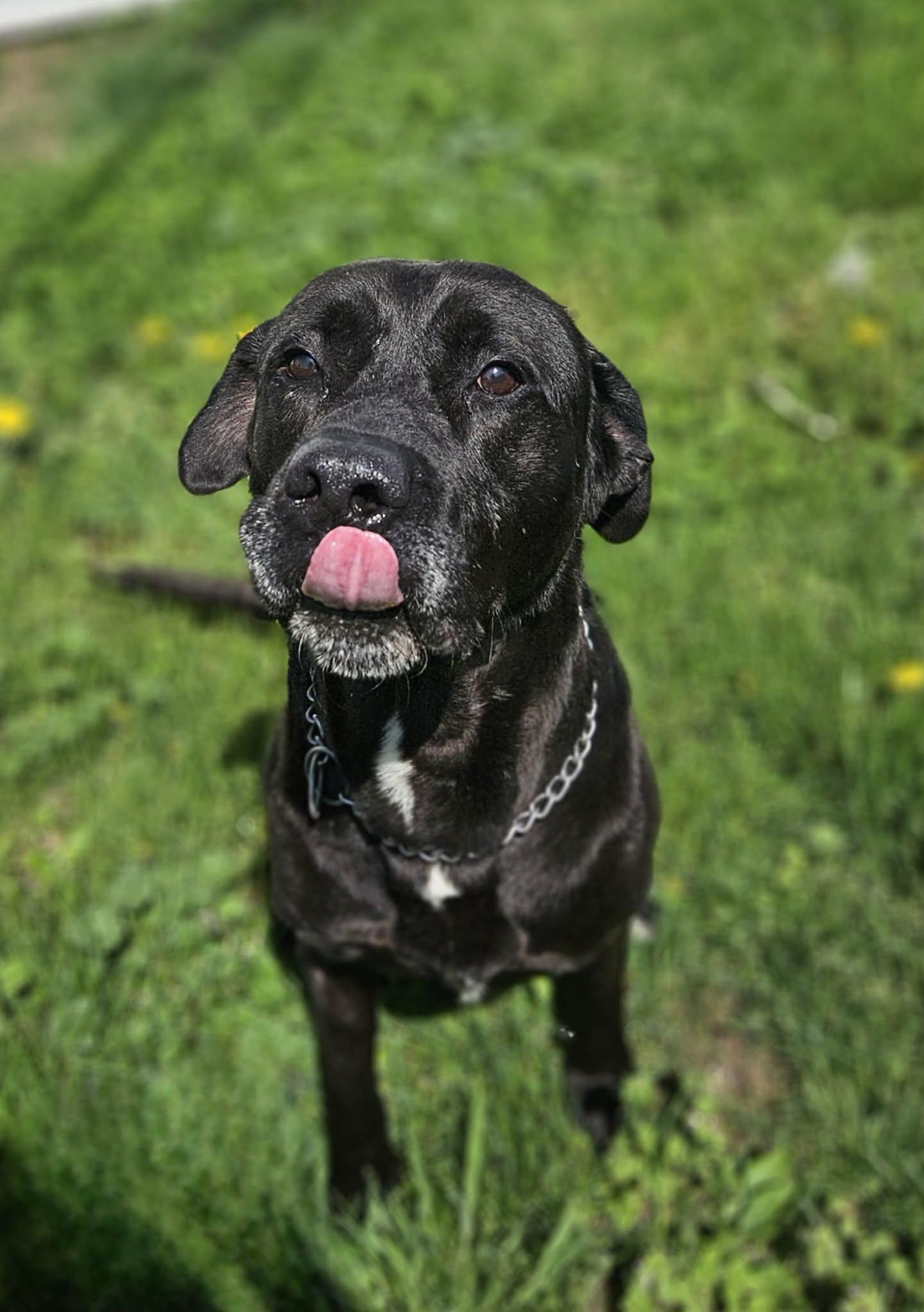 Enlarge Polo, a ADOPTABLE mixed breed in Wapakoneta, OH image 1/6