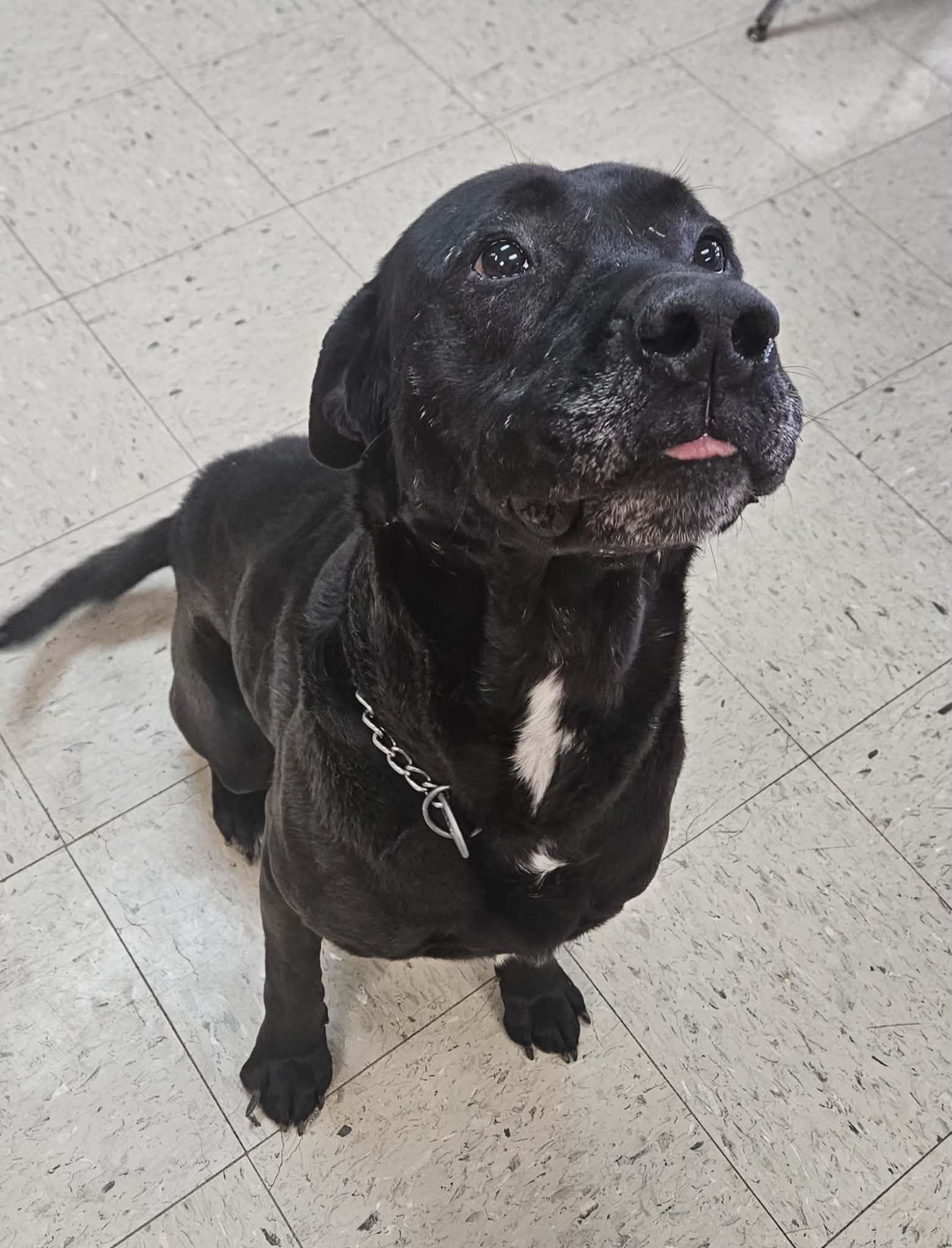 Polo, ADOPTABLE, Adult Male Labrador Retriever.