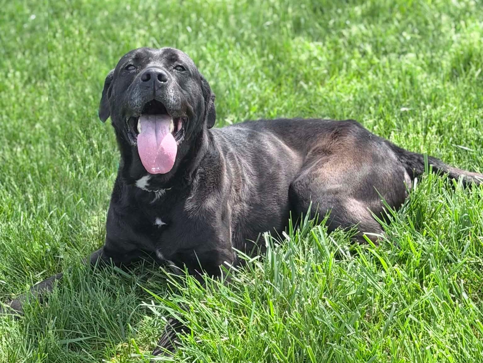 Enlarge Polo, a ADOPTABLE mixed breed in Wapakoneta, OH image 5/6