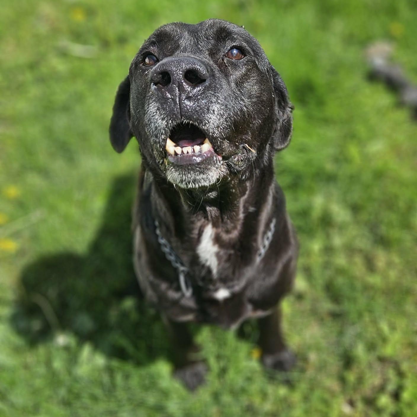 Enlarge Polo, a ADOPTABLE mixed breed in Wapakoneta, OH image 3/6