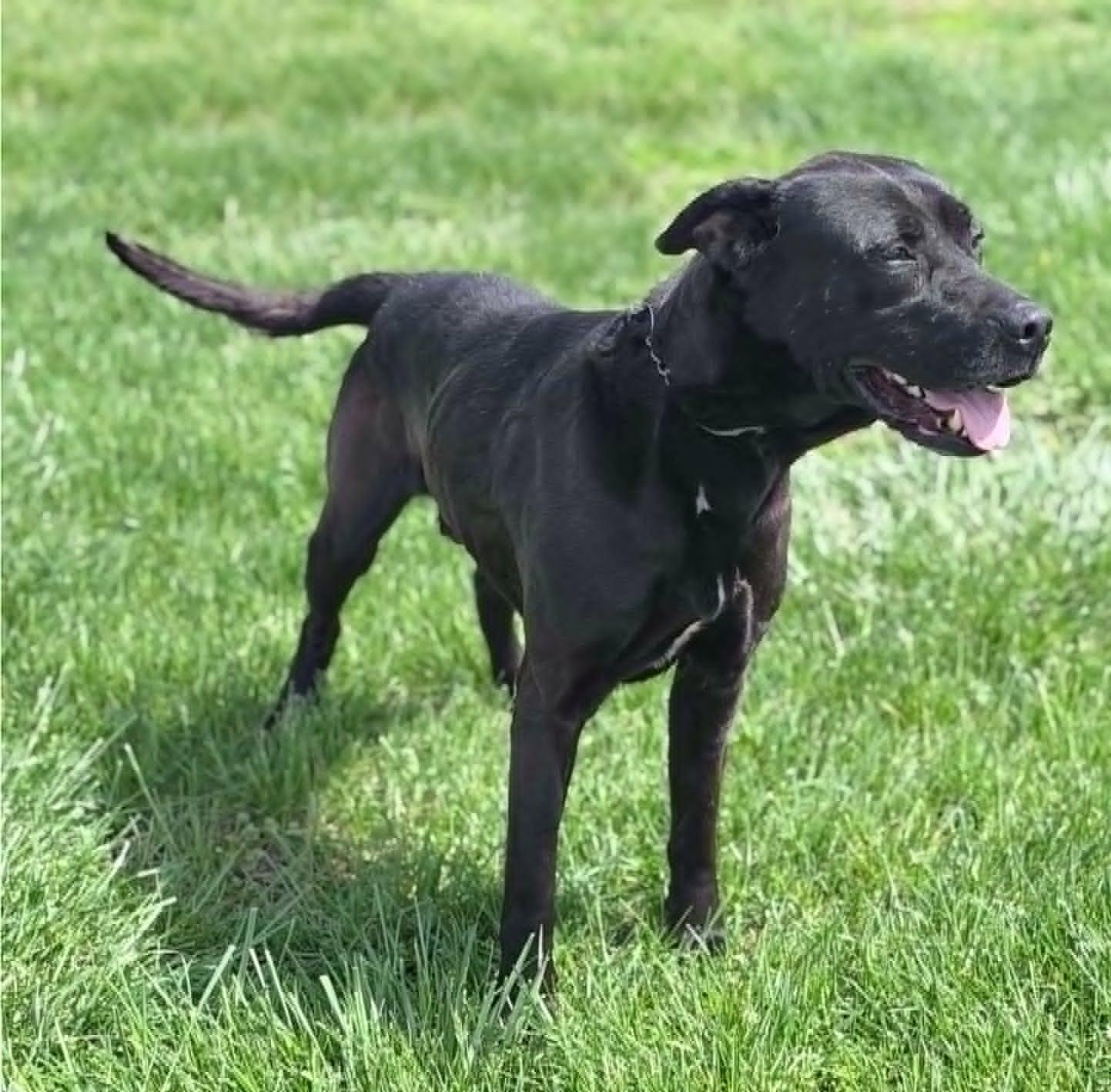 Enlarge Polo, a ADOPTABLE mixed breed in Wapakoneta, OH image 6/6