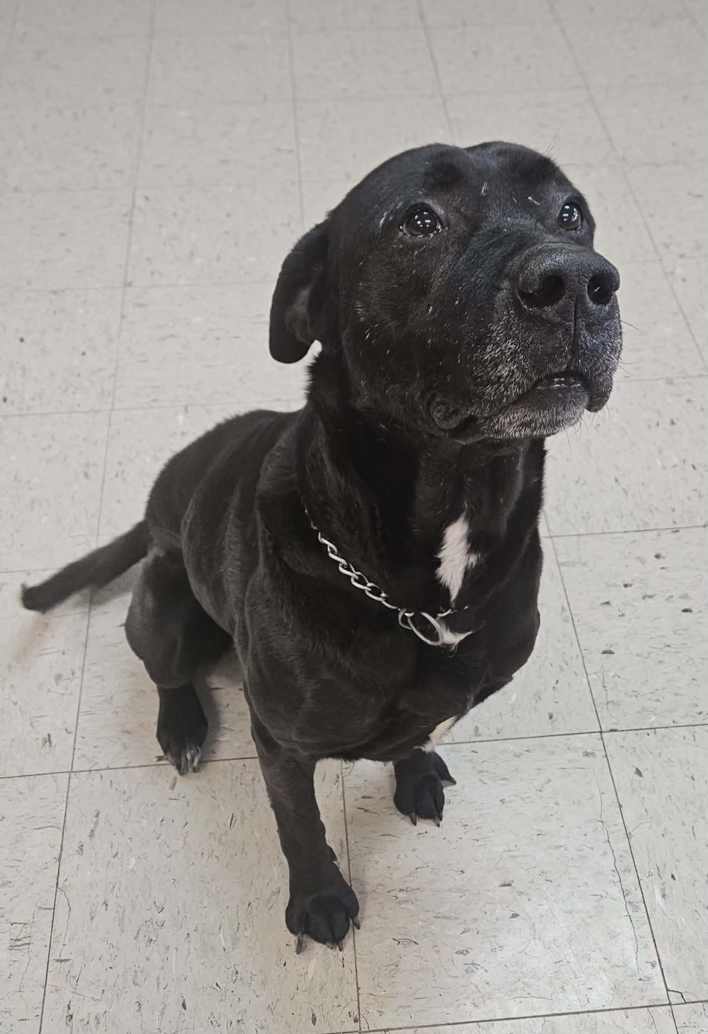 Enlarge Polo, a ADOPTABLE mixed breed in Wapakoneta, OH image 4/5