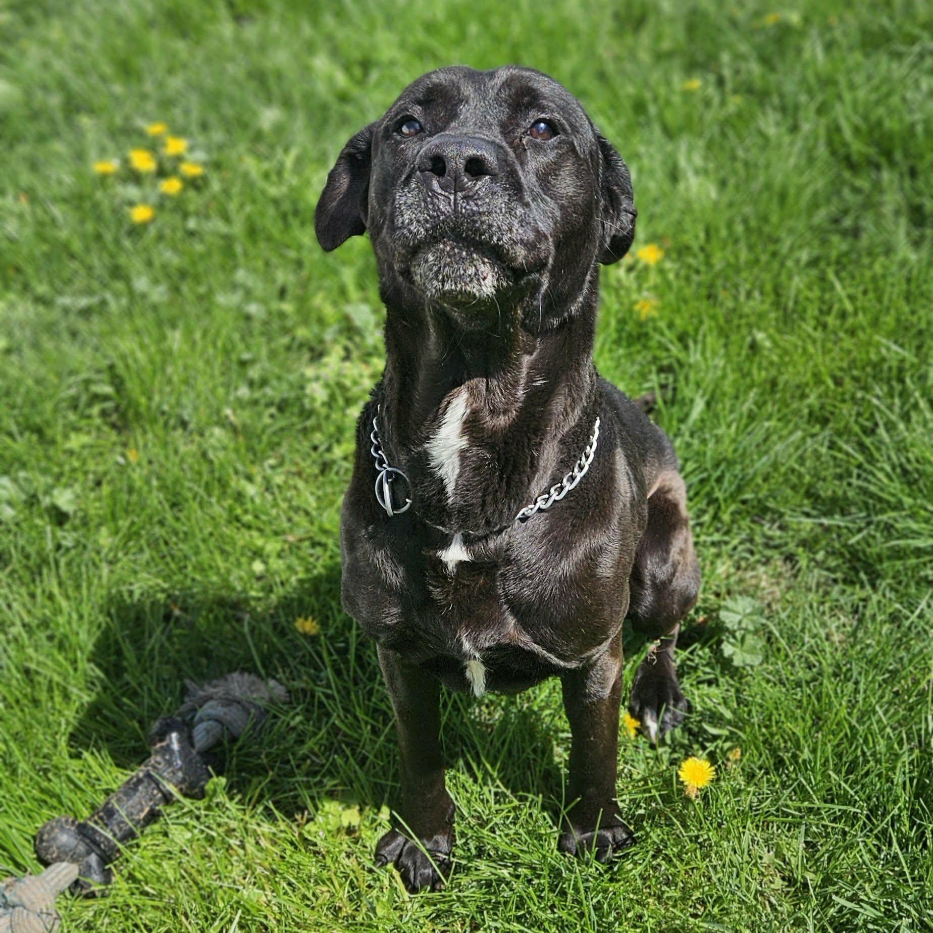 Enlarge Polo, a ADOPTABLE mixed breed in Wapakoneta, OH image 2/6