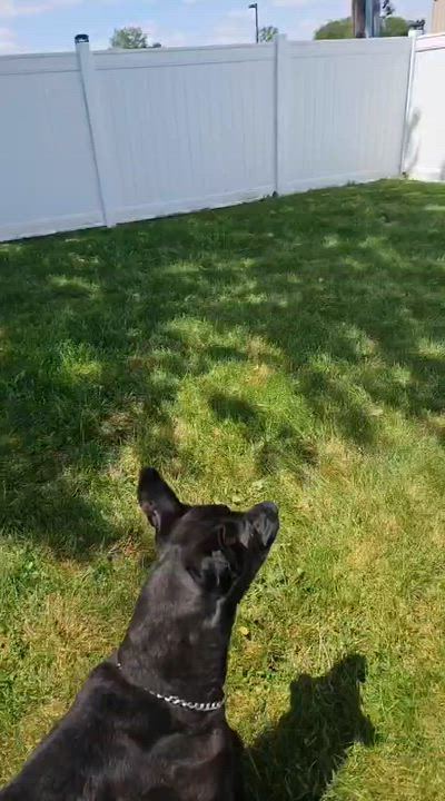 Enlarge Polo, a ADOPTABLE mixed breed in Wapakoneta, OH video 6/6