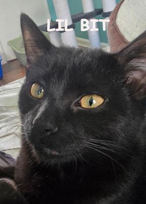 Lil Bit 0825