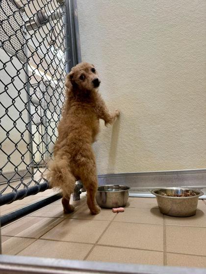 Tiny Tim, a Adoptable mixed breed in Scottsbluff, NE image 1/3