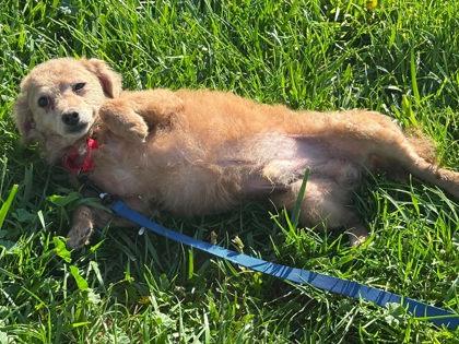 Tiny Tim, a Adoptable mixed breed in Scottsbluff, NE image 2/3