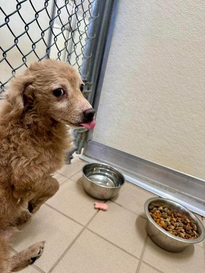Tiny Tim, a Adoptable mixed breed in Scottsbluff, NE image 3/3