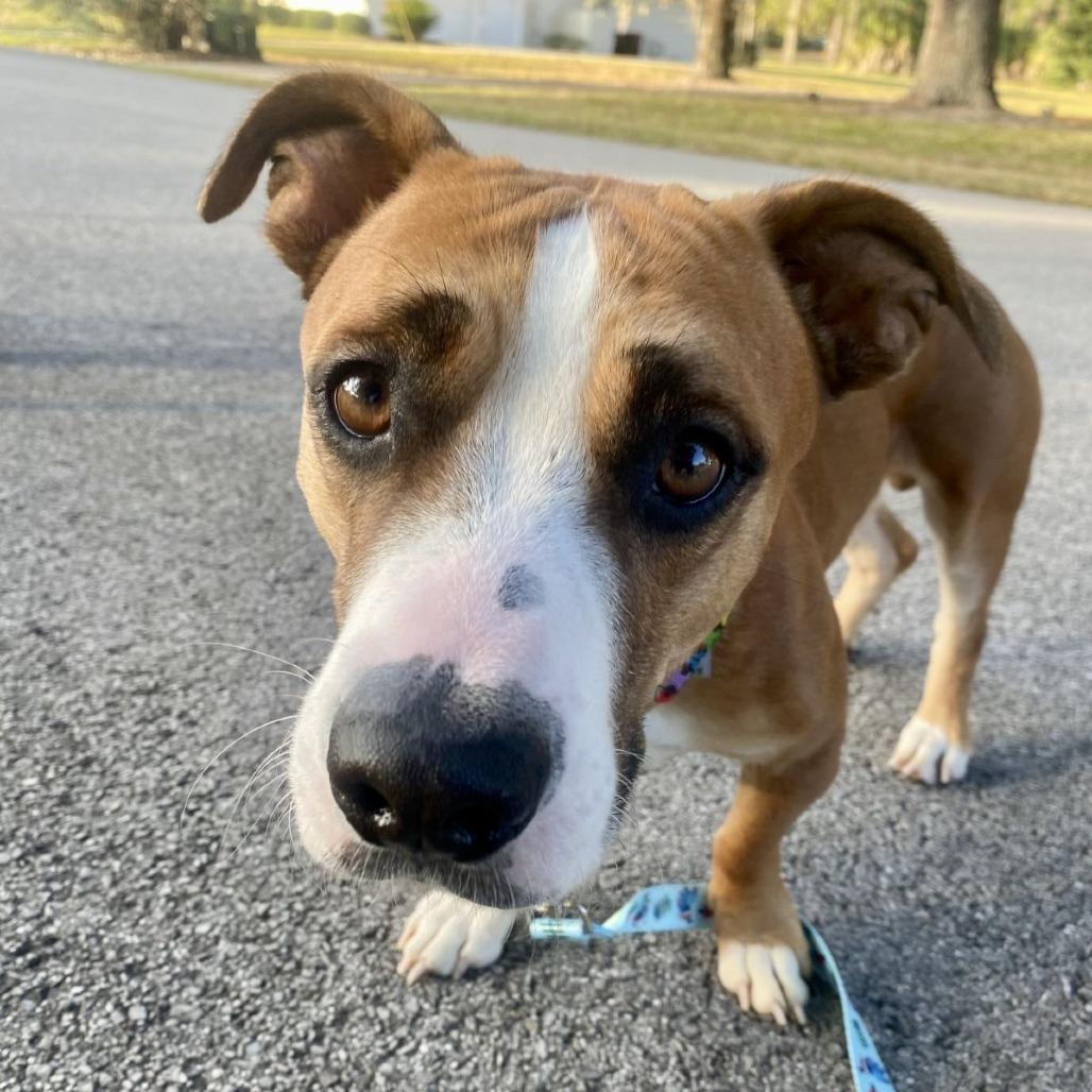 Enlarge Sir Ferdinand the Gentle, an adopted mixed breed in Ocala, FL image 4/6