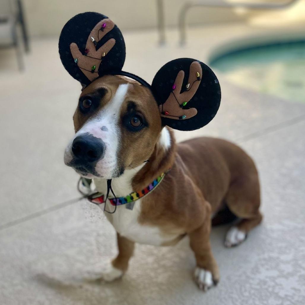 Enlarge Sir Ferdinand the Gentle, an adopted mixed breed in Ocala, FL image 2/6