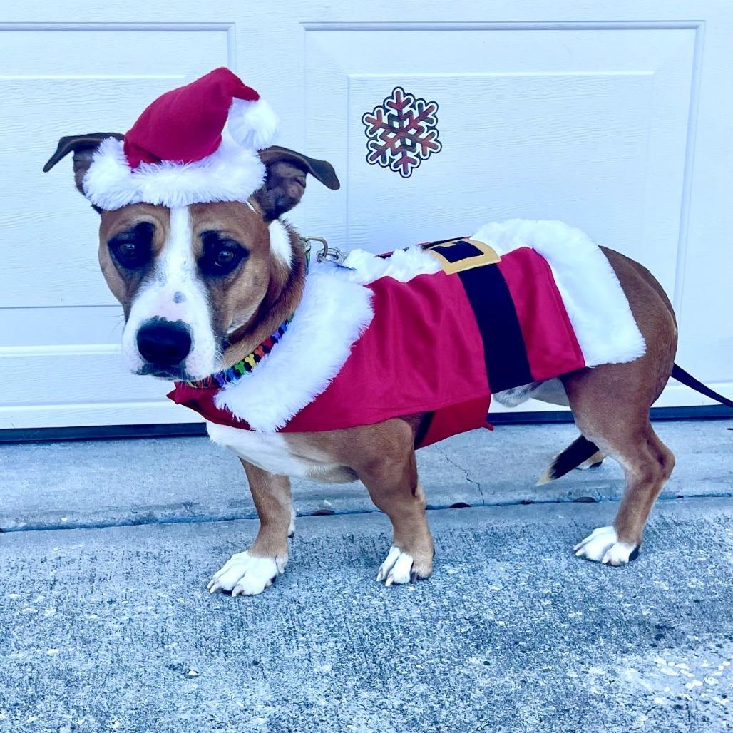 Sir Ferdinand The Gentle thumbnail 4