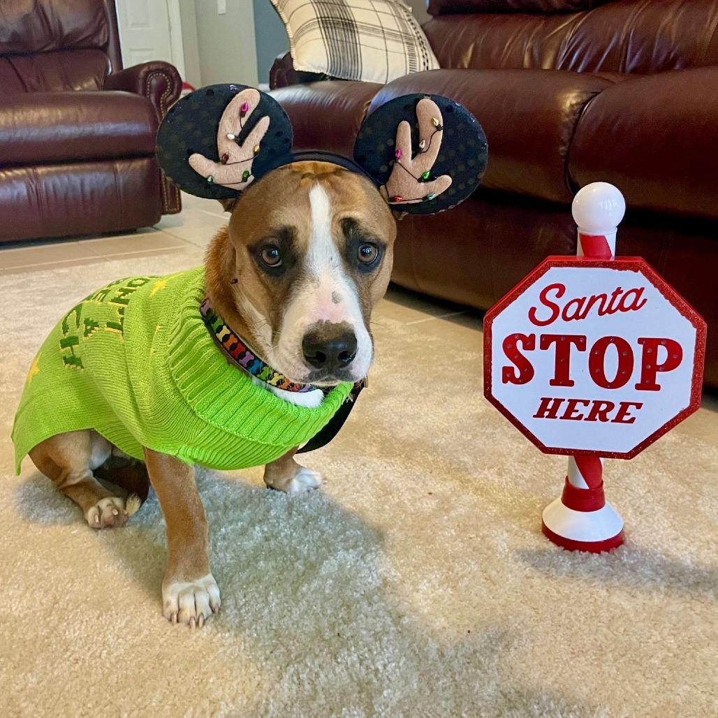 Enlarge Sir Ferdinand the Gentle, an adopted mixed breed in Ocala, FL image 6/6