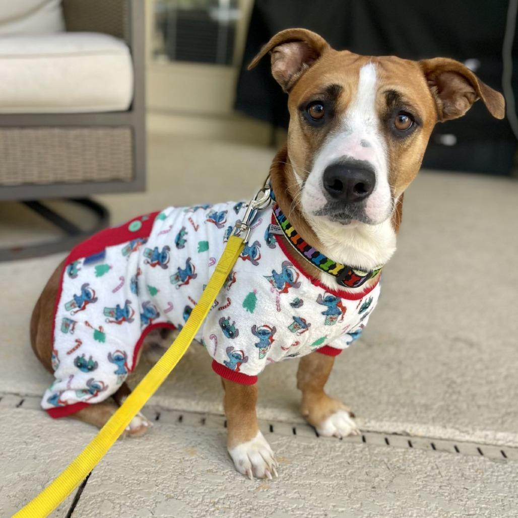 Sir Ferdinand the Gentle, ADOPTABLE, Adult Male Basset Hound & American Bully.