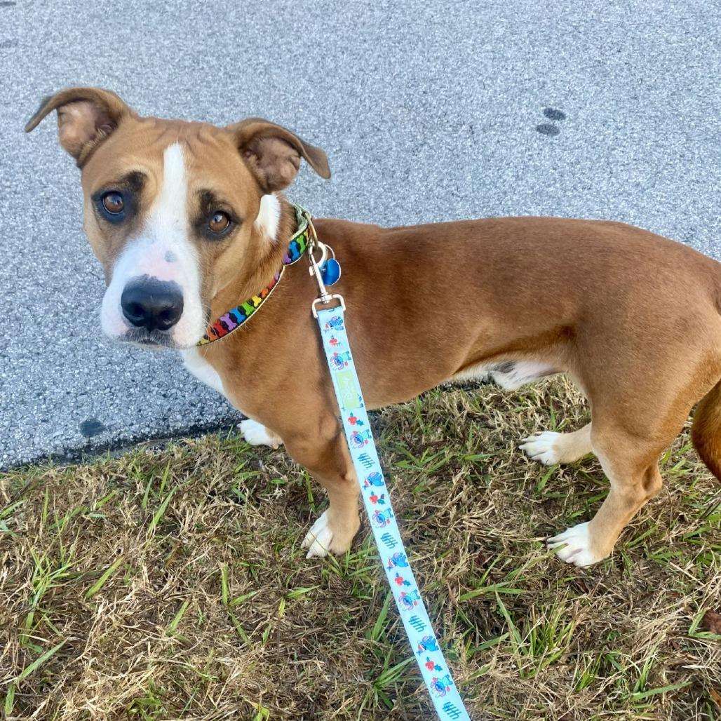 Enlarge Sir Ferdinand the Gentle, an adopted mixed breed in Ocala, FL image 3/6